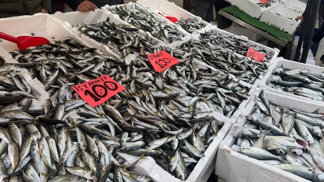 Zonguldak'ta istavrit tezgahlar enlendirdi