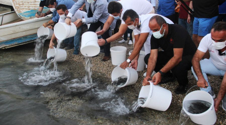 30 bin yavru balığı denize bıraktılar