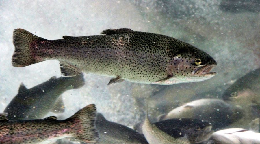 50'den fazla ülkeye ihraç ediliyor