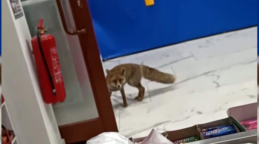 Aç kalan tilki markete girdi