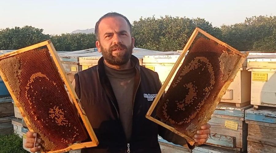 Adana’da 500 kovandaki binlerce arı telef oldu