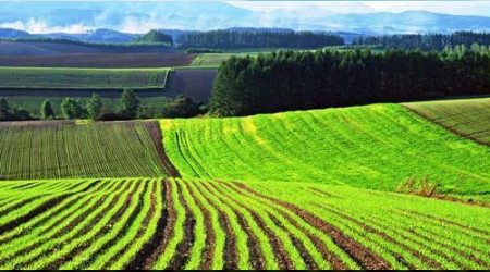 Adapazarı Semerciler'de mahkemeden satılık asra