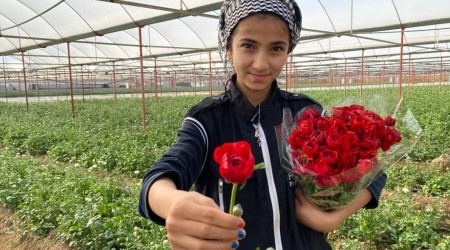 Aksu'da şakayıklar çiçek açtı ihracat başladı