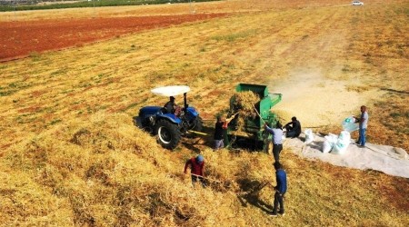 AR-GE sahasında kuru fasulye hasadı