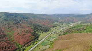 Artan domuz nüfusu sebebi ile tarlalar ekilemiyor