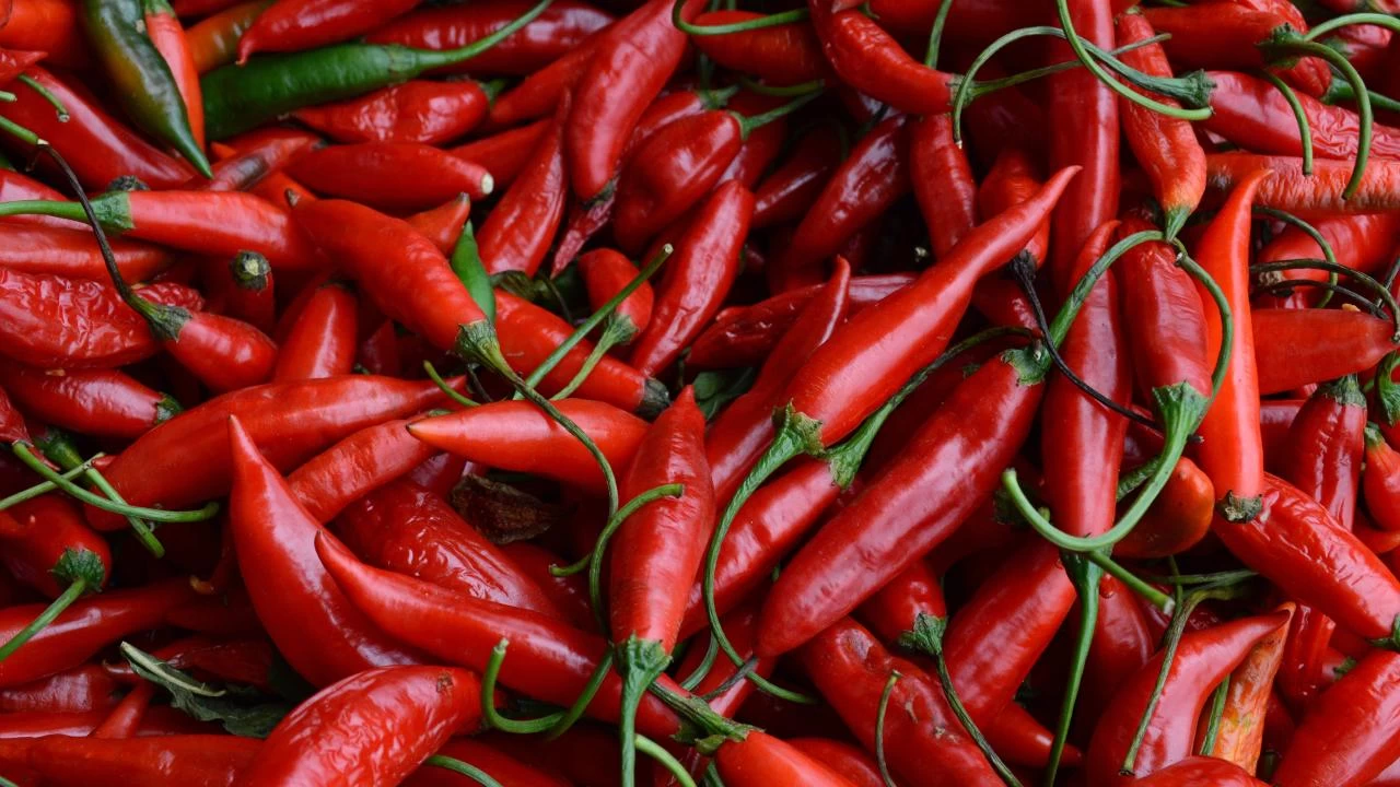 Aşırıcı acı biber tüketimi bağımlılığa yol açıyor