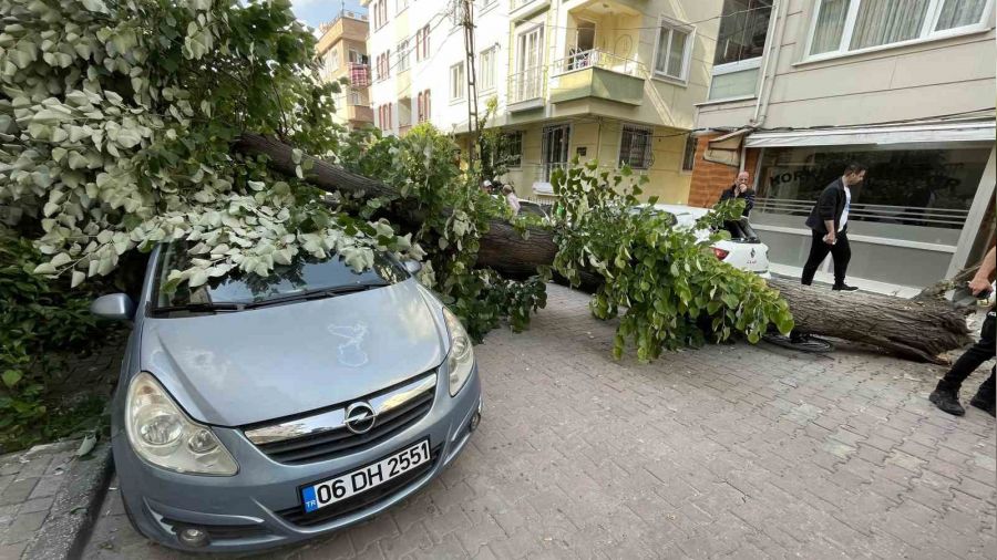 Avcılar'da ıhlamur ağacı araçların üzerine devrildi