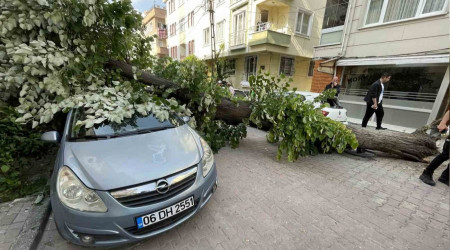 Avcılar'da ıhlamur ağacı araçların üzerine devrildi