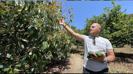Avokadoda hedef 30 bin ton üretim