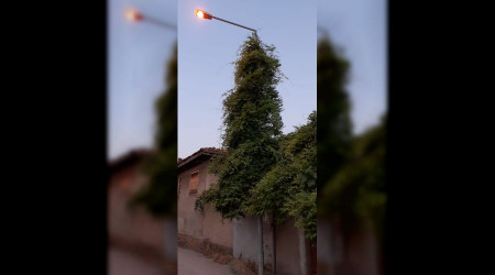 Aydınlatma direği ağaca dönüştü