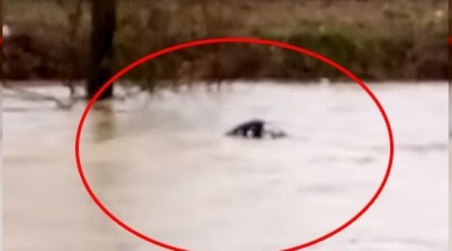 Azgın sular danayı yuttu