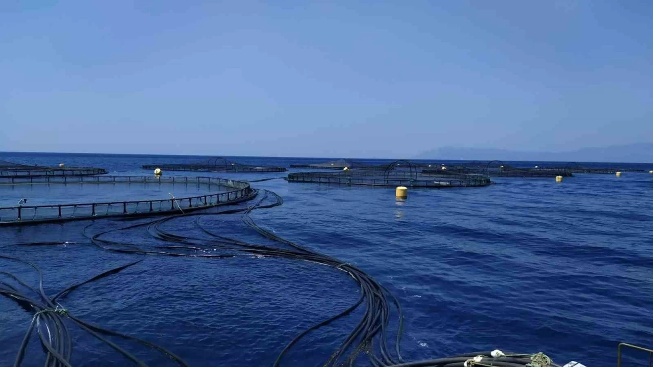 Balık çiftlikleri denetleniyor