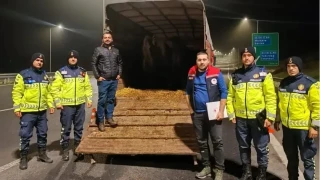 Belgesiz hayvan sevkine ceza: Hayvanlar işletmeye iade edildi