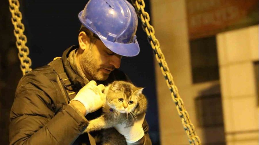 Bina enkazının yıkımı durduruldu, "Zena" isimli kedi kurtarıldı