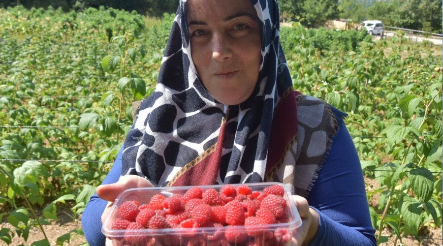 Bu ahududunun kilosu 45 lira