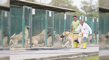 Bu köpekler için sıra var