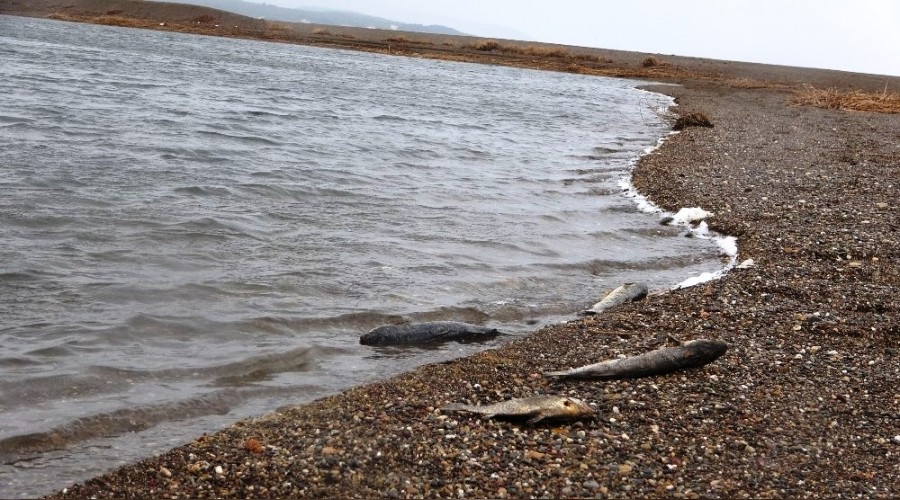 anakkale'de korkutan balk lmleri