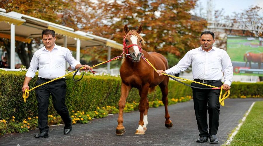 'Cengaver' 680 bin TL'ye alıcı buldu