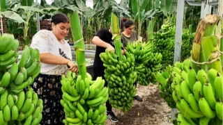 Dalaman tarımı destek bekliyor