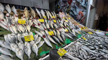 Denizlerde çinekop ve sarı kanat akını