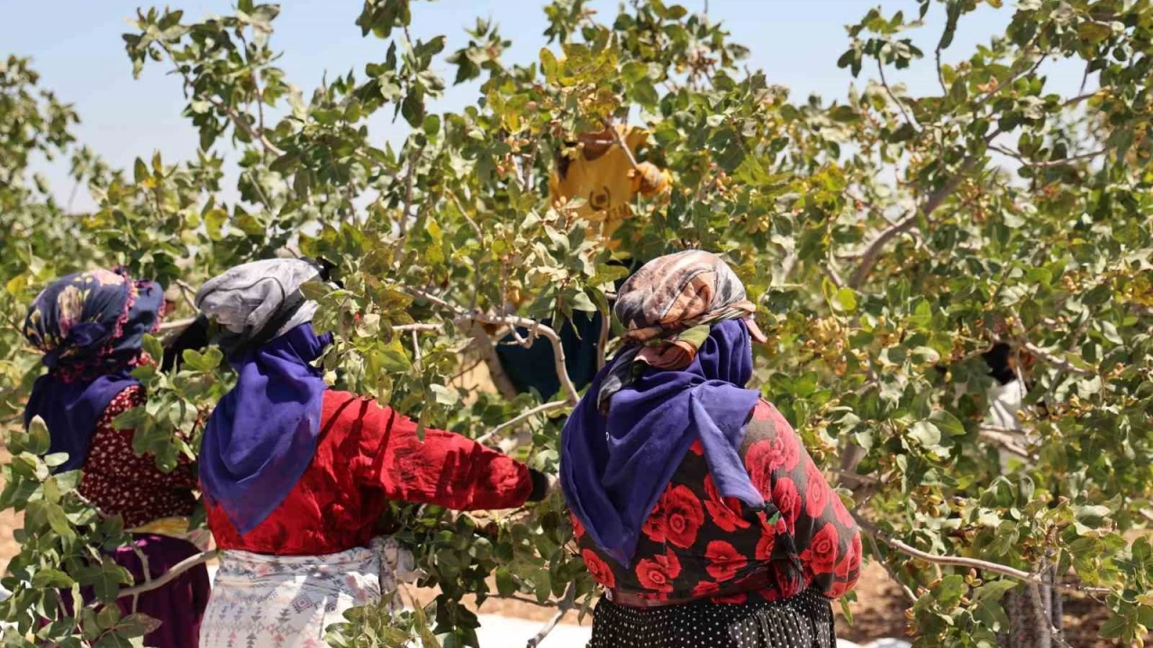 Diyarbakır fıstığında hasat