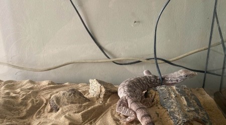 Ejder ve piton yılanlarının da aralarında olduğu 12 sürüngen hayvan ele geçirildi