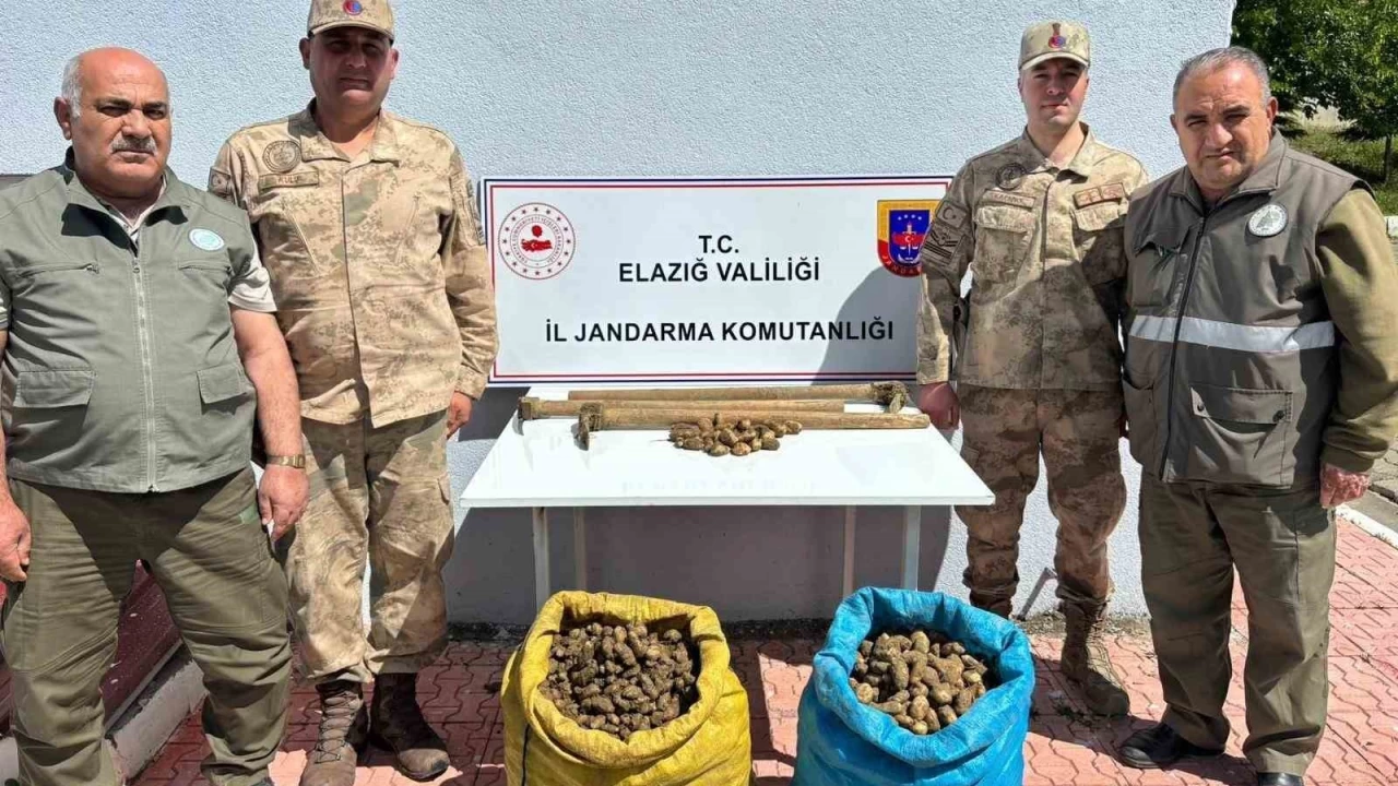 Elazığ'da salep bitkisi toplayan 4 kişiye idari para cezası uygulandı