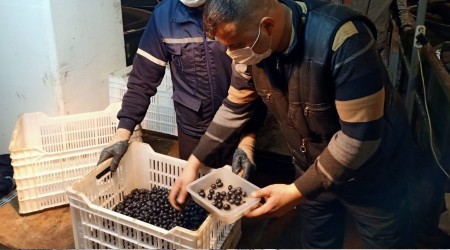 Erdek'te zeytin alımları sürüyor