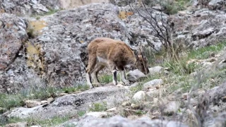 Erzurum'da yabani da keileri grntlendi