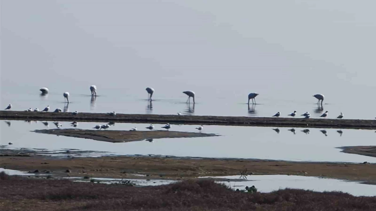 Flamingolar g yolunda znik Gl'nde mola verdi