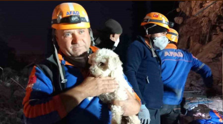 Hatay'da 25 gün sonra bir köpek enkaz altından sağ kurtarıldı