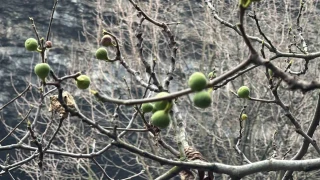 İncir ağacı Aralık ayında yeniden meyve verdi