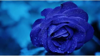 İnsanların ekserisi güçlünün yanındadır