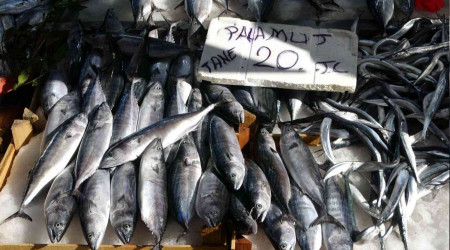 Karadeniz'de palamut avcılığının 15 gün daha sürmesi bekleniyor