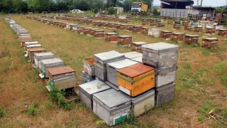 Kestane balında renk koyulaştıkça fiyatı da artıyor