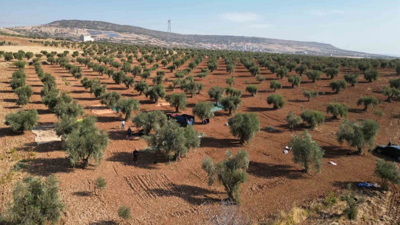 Kilis'te zeytin hasad balad