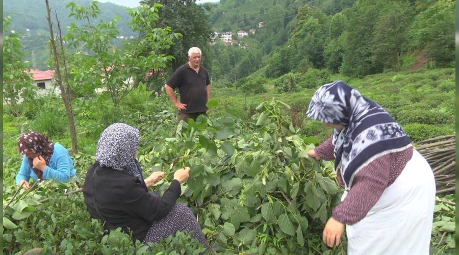 Kilosu 500 lirayı bulan ıhlamurun hasadına başlandı Yeni Mesaj