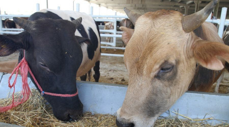 Kırıkkale'de hayvancılığa yüzde 50 hibe desteği