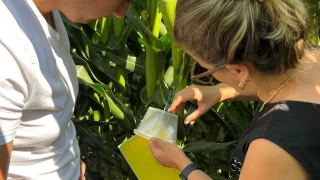 Kök kurduna karşı fenomon tuzakları