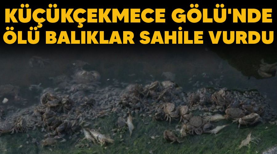 Küçükçekmece Gölü'nde ölü balıklar sahile vurdu
