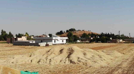 Kuraklık çiftçilerin kuru tarımda hasatlarını zorlaştırdı