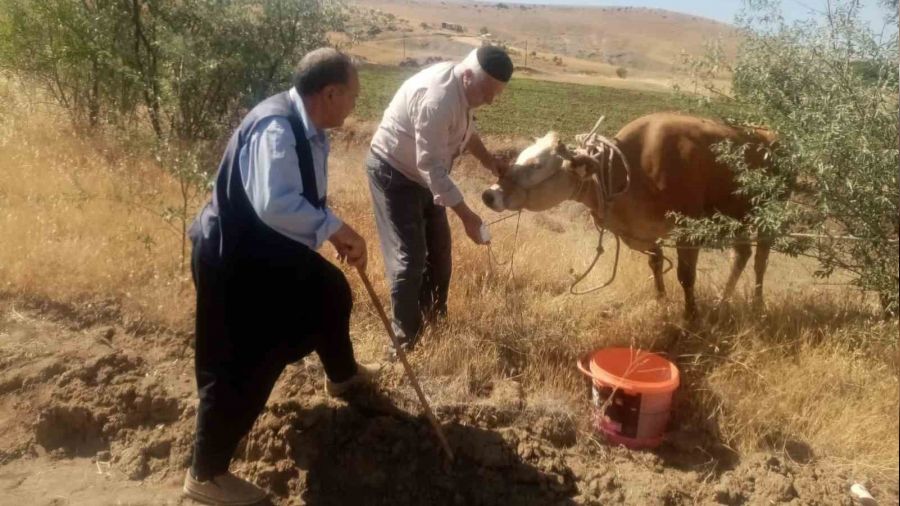 Kurban Bayramında kaçan inek, 22 gün sonra ortaya çıktı