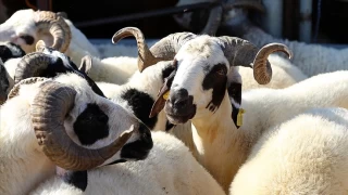 Kurban Bayramının deri sektörüne katkısı büyük