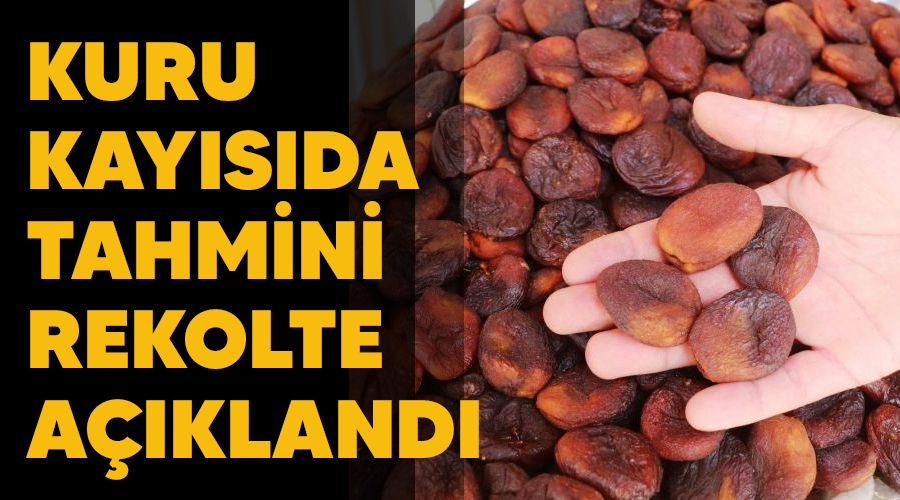Kuru kayısıda tahmini rekolte açıklandı