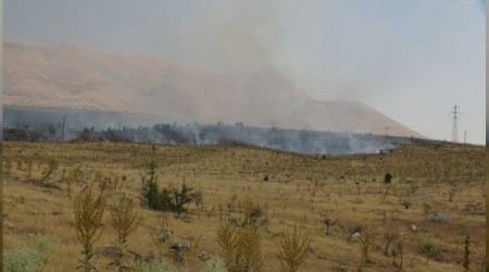 Malatya'da orman yangını