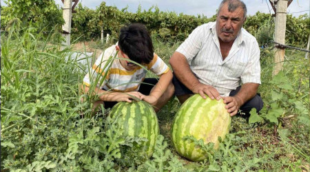 Manisal ifti zm banda 30 kiloluk karpuz yetitirdi