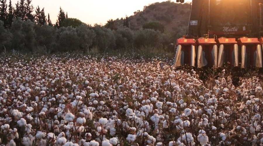 Milas'ta pamuk hasadı başladı