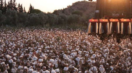 Milas'ta pamuk hasadı başladı
