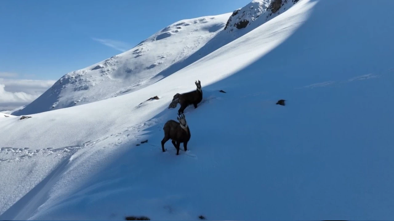 Munzur Dalarnn karl zirvesinde amualar