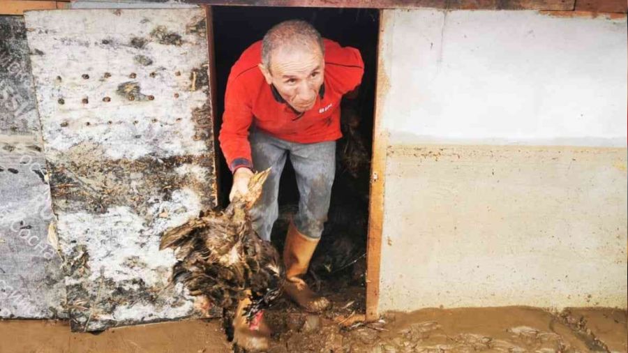 Ordu'da dereler taştı, kümes hayvanları telef oldu